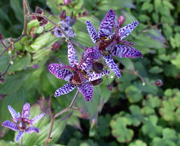 Tricyrtis formosana Musamunai 01.jpg